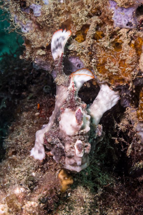 Warty Anglerfish - Photo 5