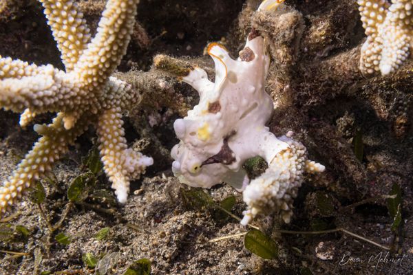 Warty Anglerfish - Photo 6