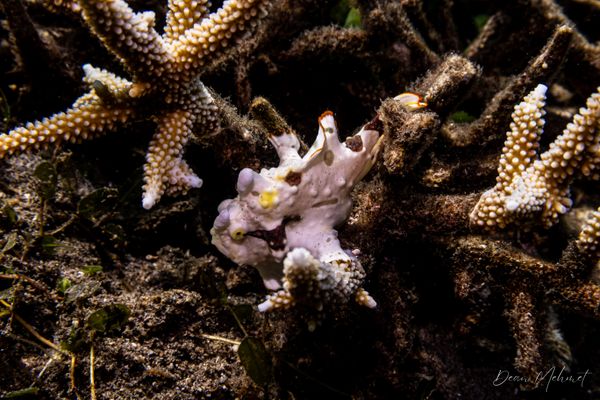 Warty Anglerfish - Photo 7