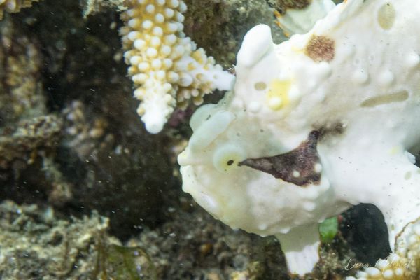 Warty Anglerfish - Photo 8