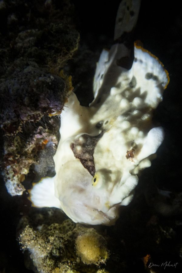 Warty Anglerfish - Photo 9