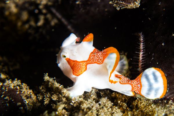 Warty Anglerfish
