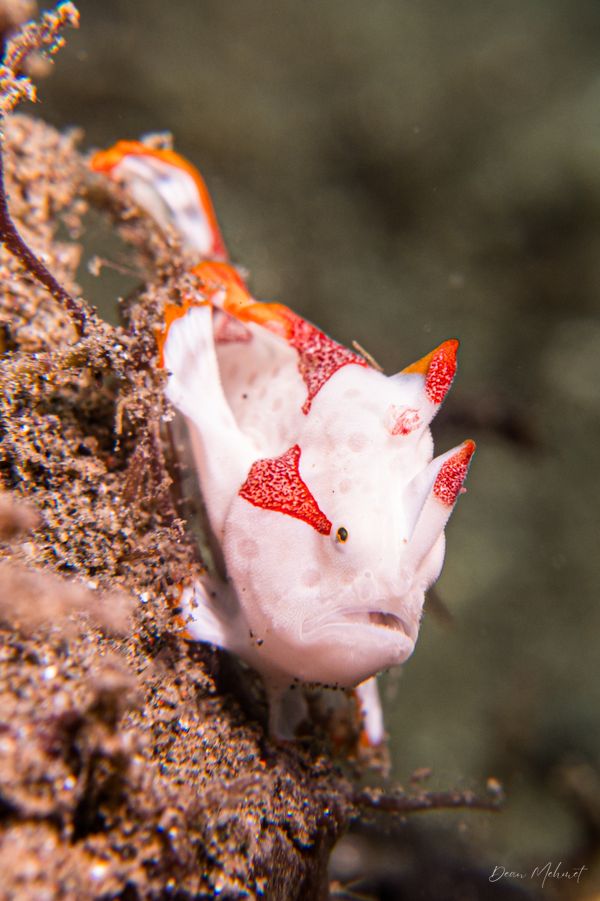 Warty Anglerfish
