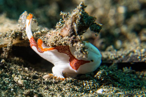 Warty Anglerfish - Photo 13