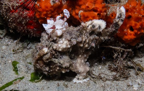 Warty Anglerfish - Puerto Galera - 10 June 2025 - Dive 3