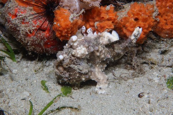 Warty Anglerfish - Puerto Galera - 10 June 2025 - Dive 3
