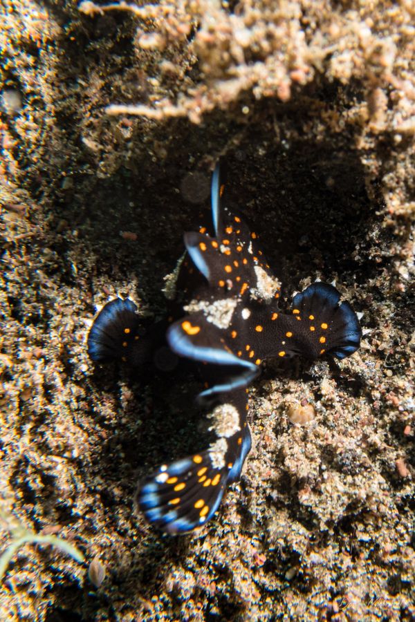 Warty Anglerfish - Photo 18
