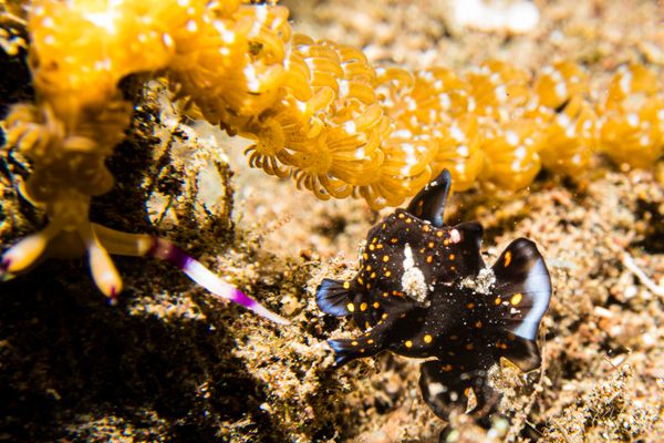 Warty Anglerfish - Photo 20