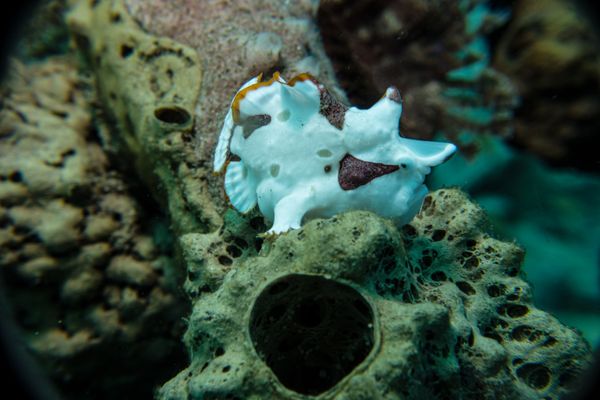 Warty Anglerfish - Photo 25