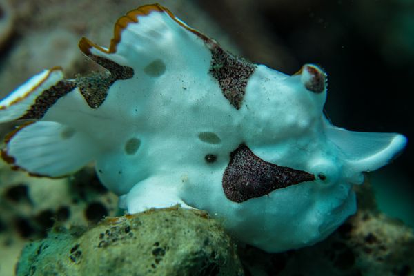 Warty Anglerfish - Photo 26