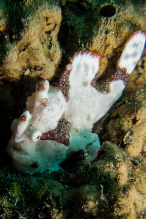 Warty Anglerfish