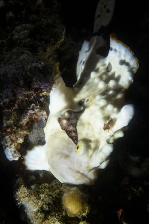Warty Anglerfish