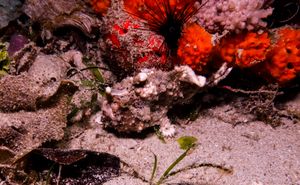 Warty Anglerfish
