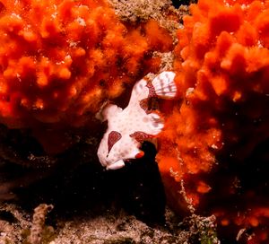 Warty Anglerfish