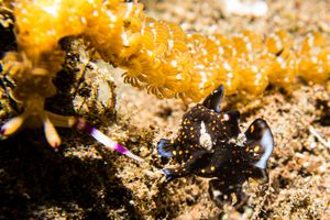 Warty Anglerfish