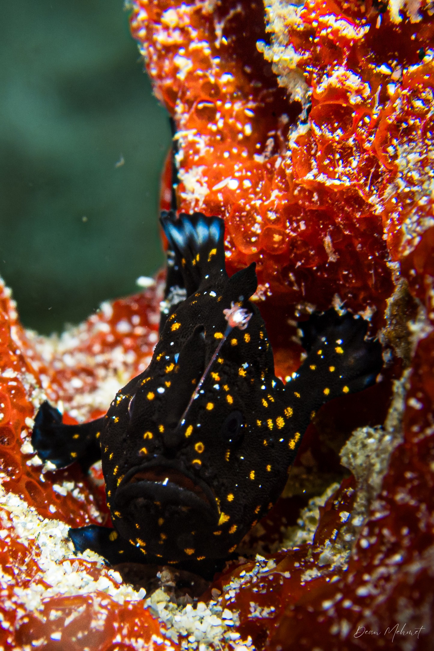 Painted Anglerfish