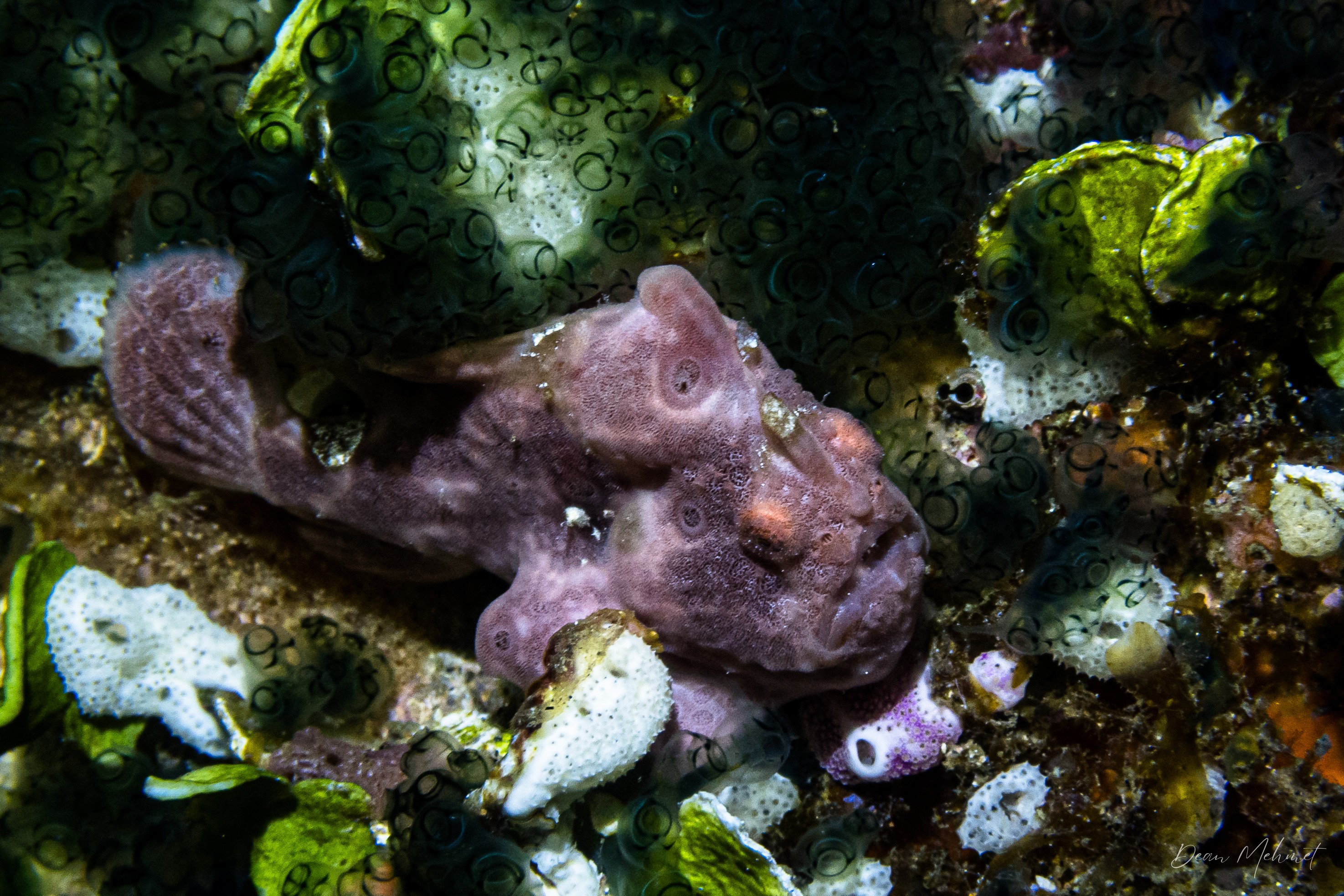 Painted Anglerfish