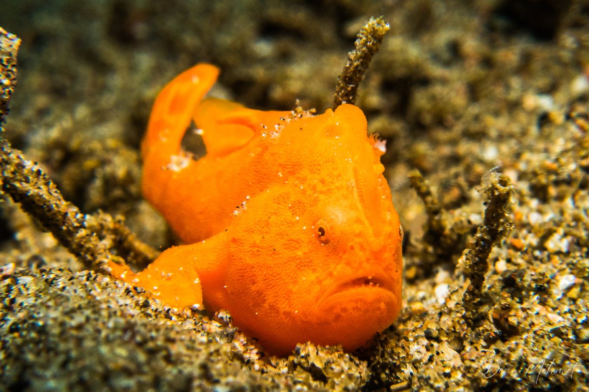 Underwater photography from SNAP Gallery