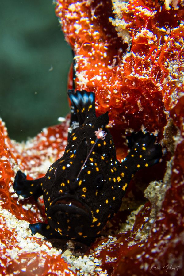 Painted Anglerfish - Puerto Galera / May 21, 2026