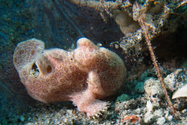Painted Anglerfish - Photo 7
