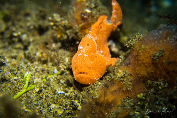 Painted Anglerfish - Photo 14
