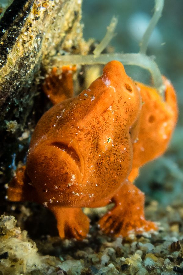 Painted Anglerfish - Photo 17