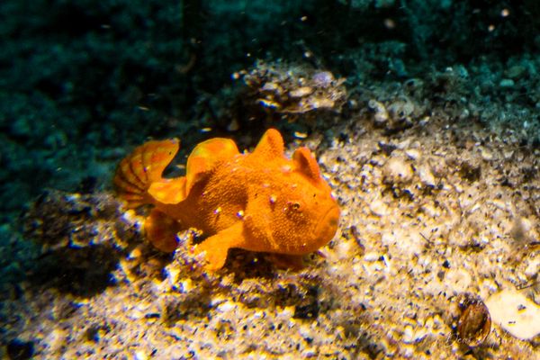 Painted Anglerfish - Photo 18