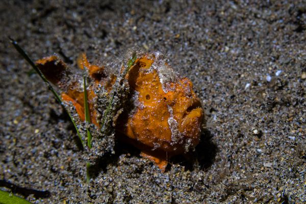 Painted Anglerfish - Photo 24