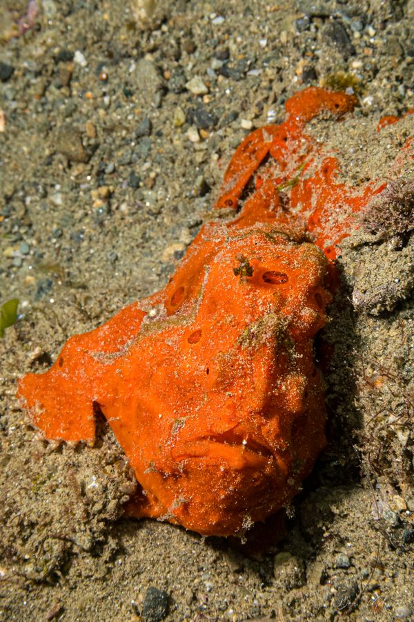 Painted Anglerfish - Photo 28