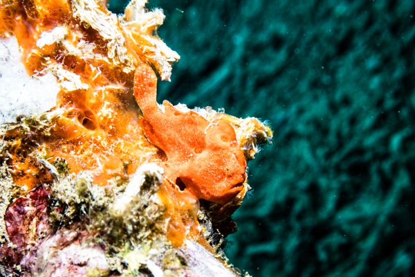 Painted Anglerfish - Photo 29