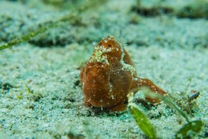 Painted Anglerfish