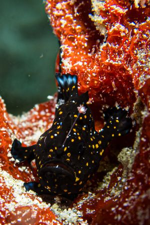 Painted Anglerfish from Puerto Galera