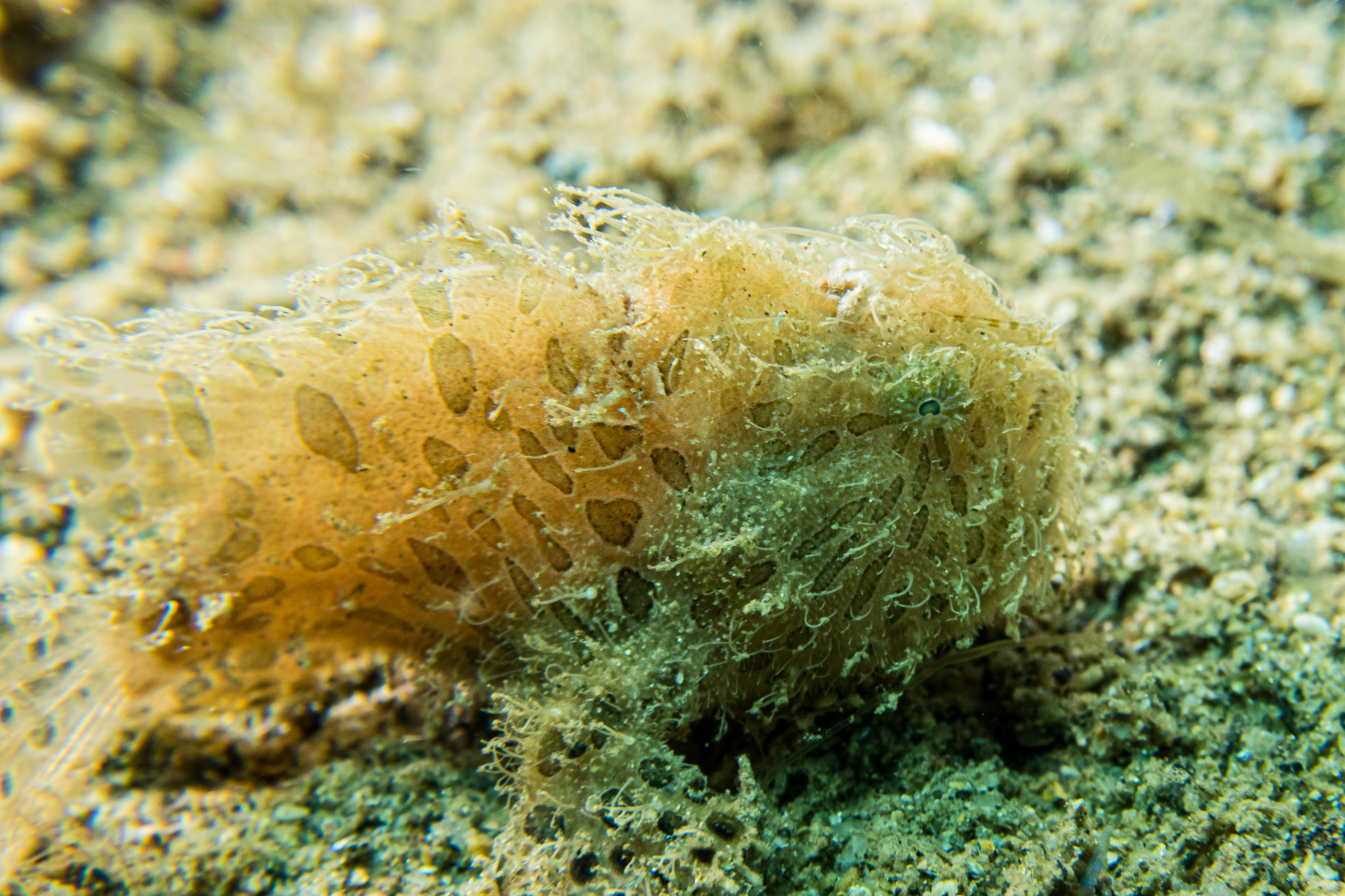 Striate Anglerfish