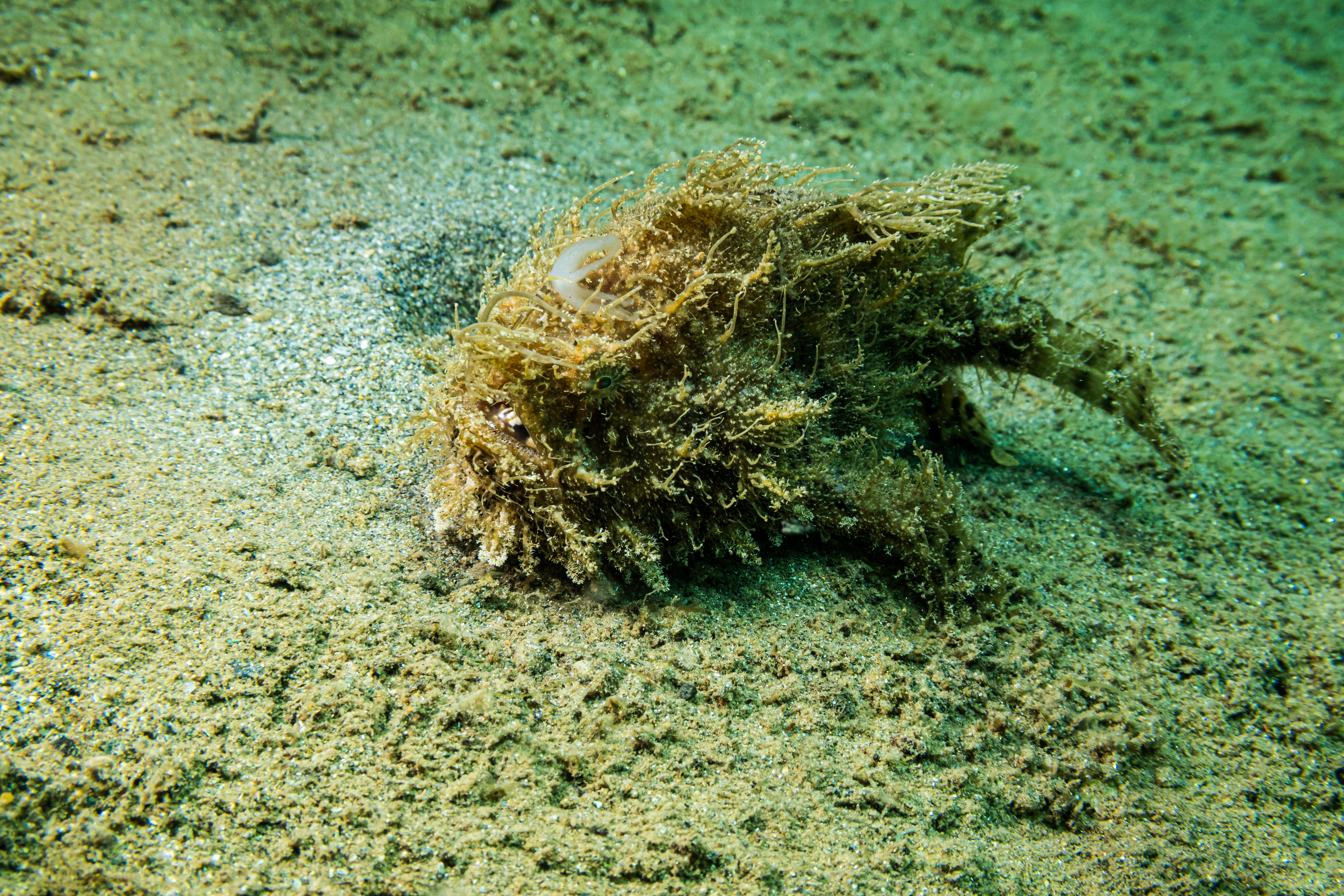 Striate Anglerfish
