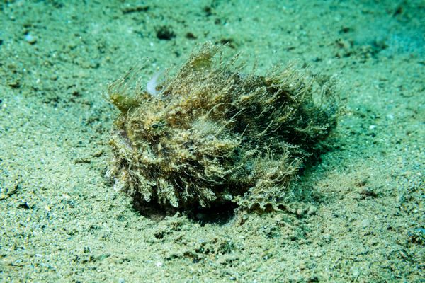 Striate Anglerfish - Photo 9