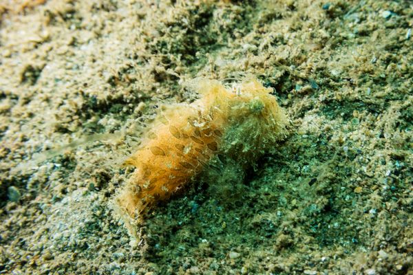 Striate Anglerfish - Photo 10