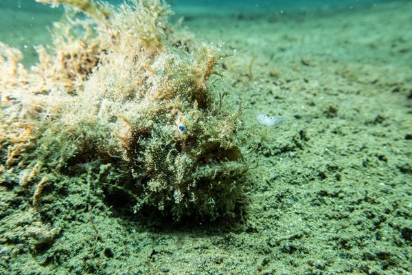 Striate Anglerfish - Photo 13