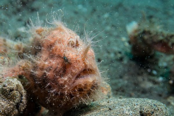 Striate Anglerfish