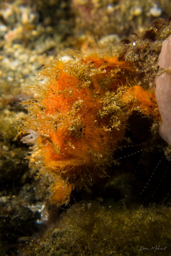Striate Anglerfish