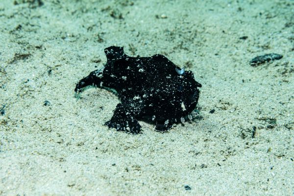Striate Anglerfish - Photo 19