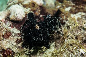 Striate Anglerfish