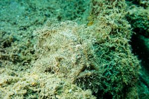Striate Anglerfish