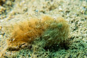 Striate Anglerfish