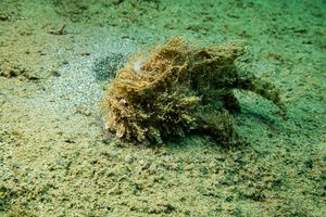 Striate Anglerfish