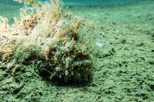 Striate Anglerfish