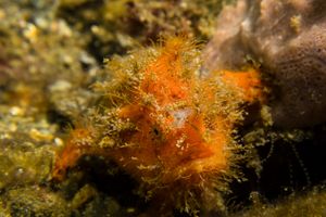 Striate Anglerfish