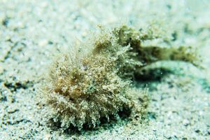 Striate Anglerfish