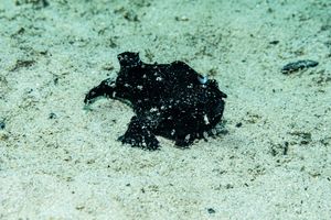 Striate Anglerfish