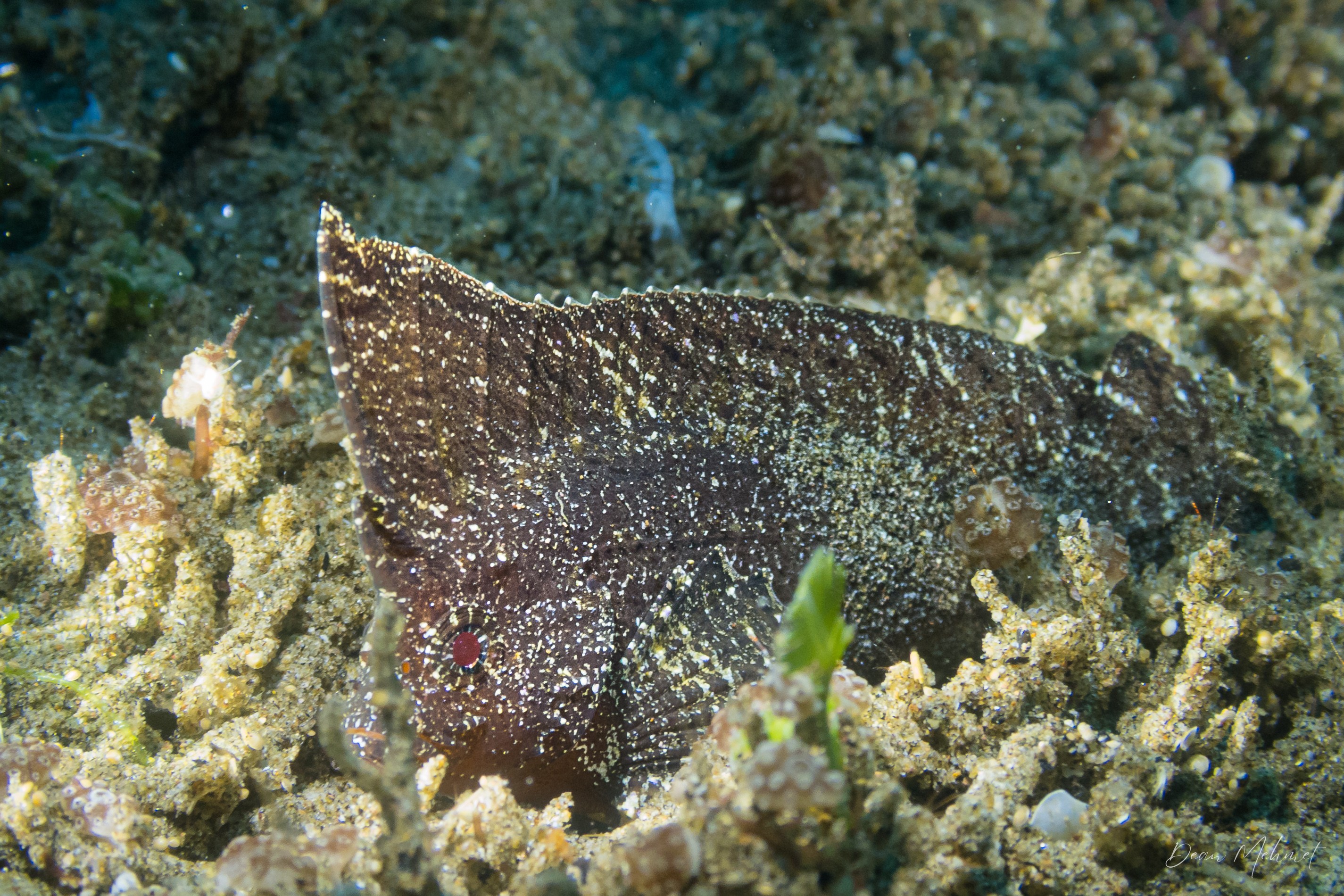 Cockatoo Waspfish