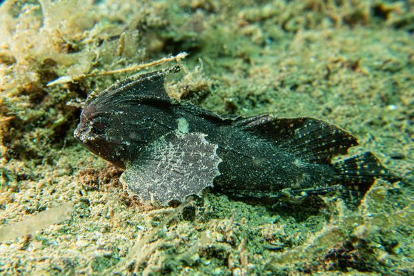 Cockatoo Waspfish